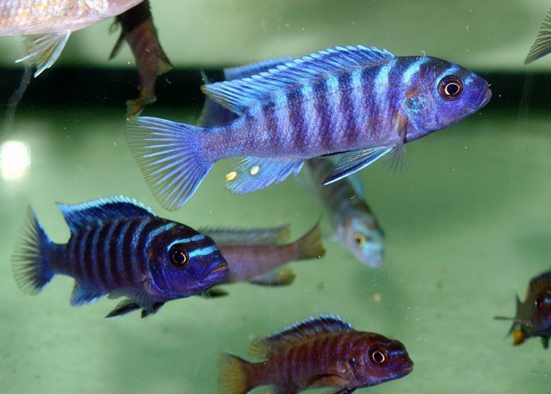 Maylandia sp. 'dolphin' Manda